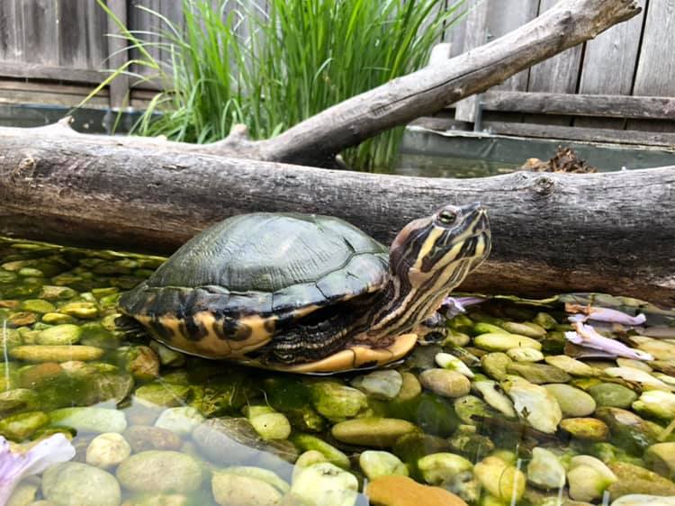 Schildkröten am Gnadenhof RespekTurtle