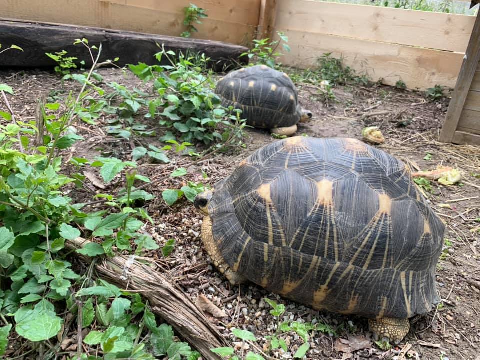 Schildkröten am Gnadenhof RespekTurtle