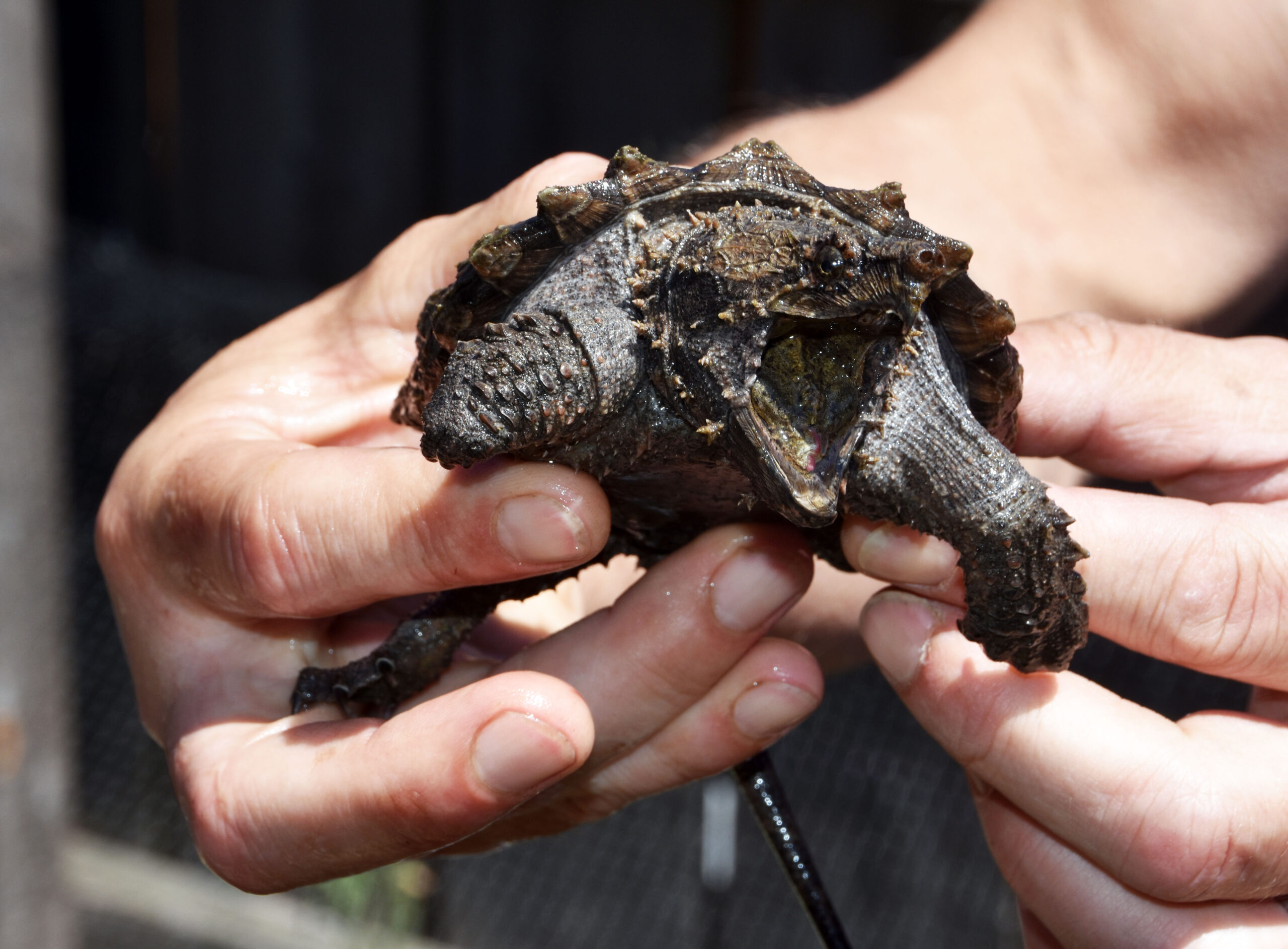 Schildkröten am Gnadenhof RespekTurtle