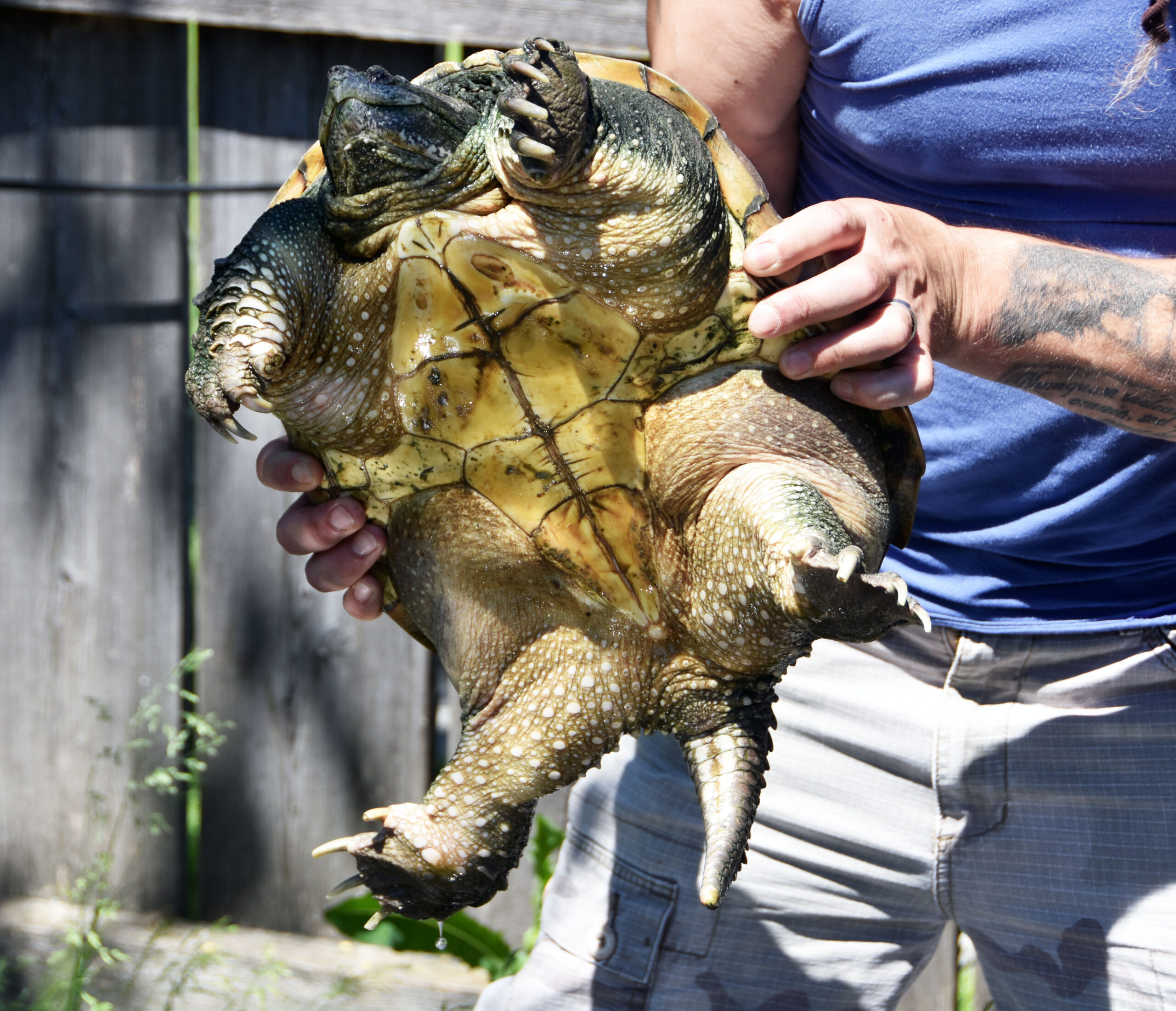 Schildkröten am Gnadenhof RespekTurtle