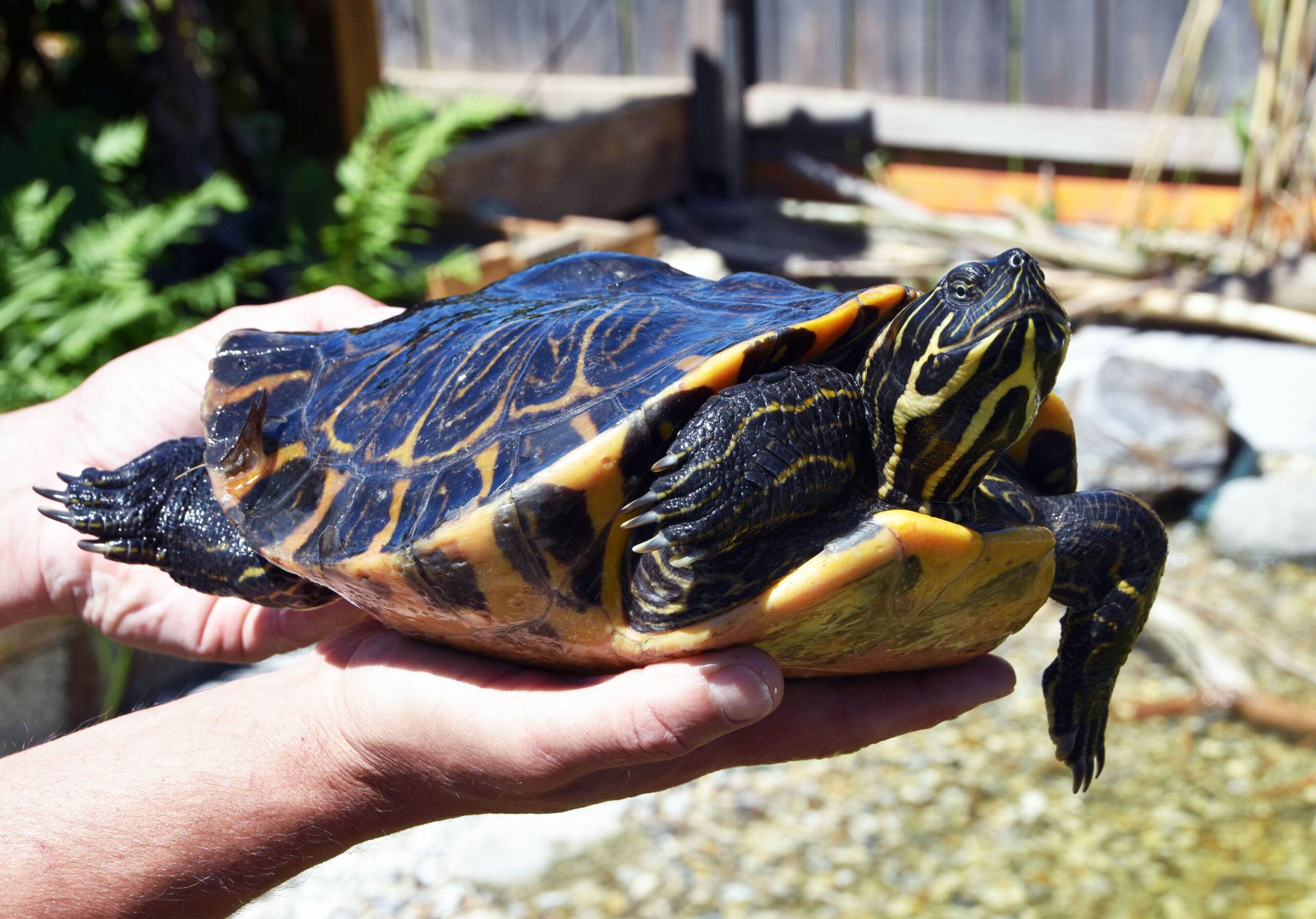 Schildkröten am Gnadenhof RespekTurtle