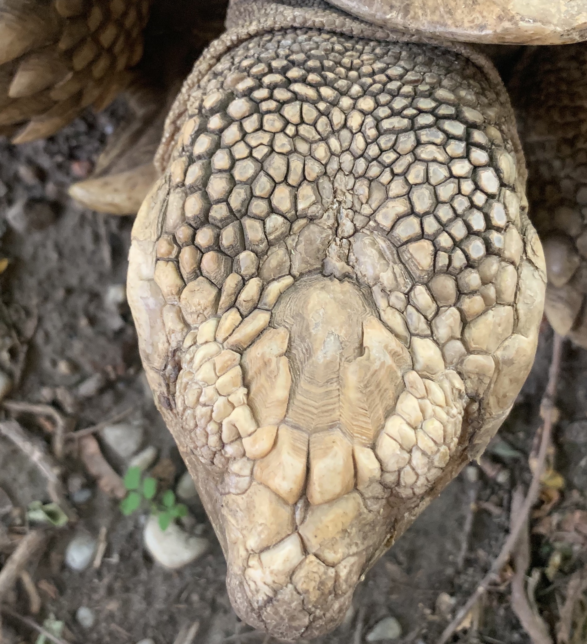 Schildkröten am Gnadenhof RespekTurtle