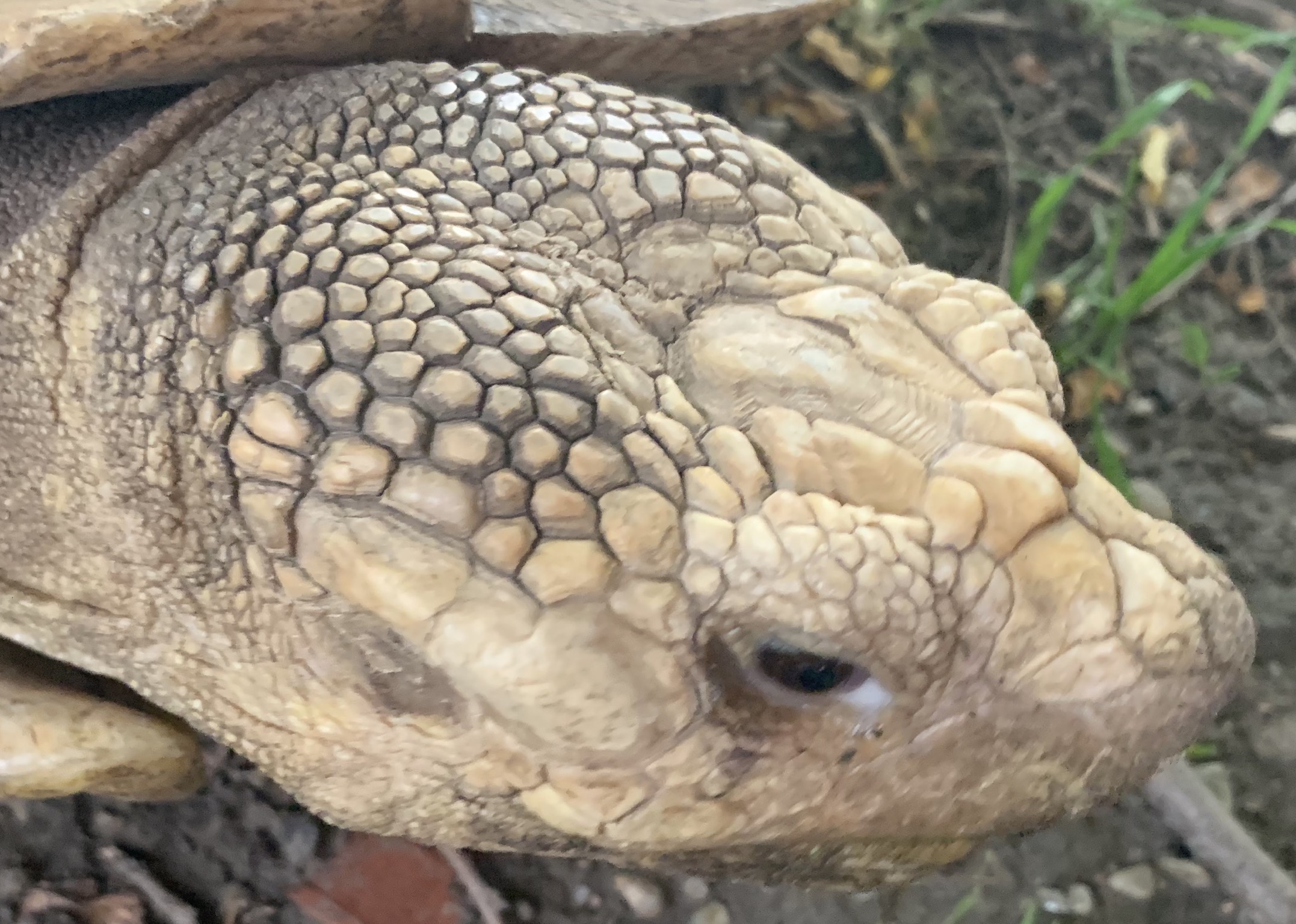Schildkröten am Gnadenhof RespekTurtle
