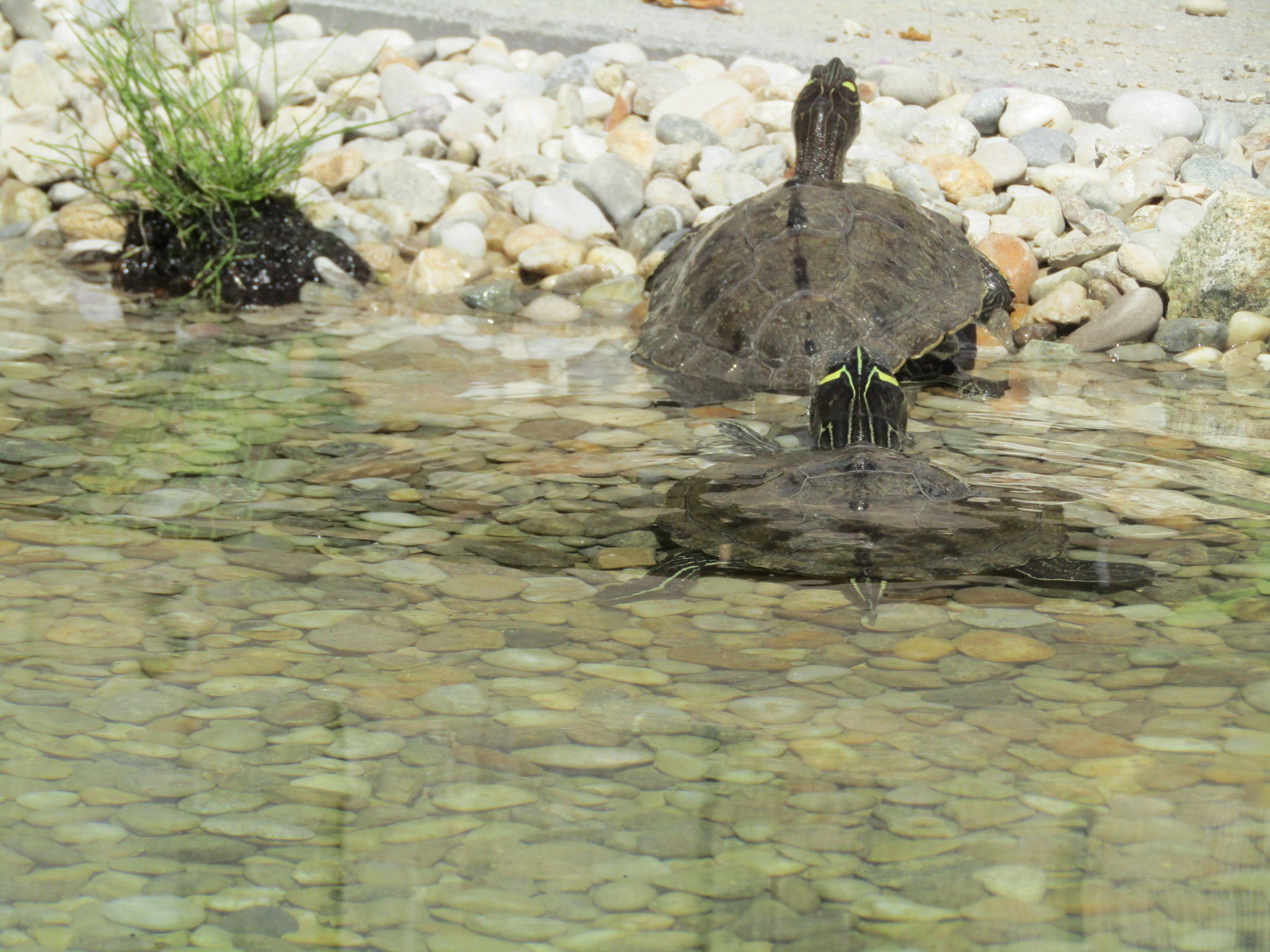 Schildkröten am Gnadenhof RespekTurtle