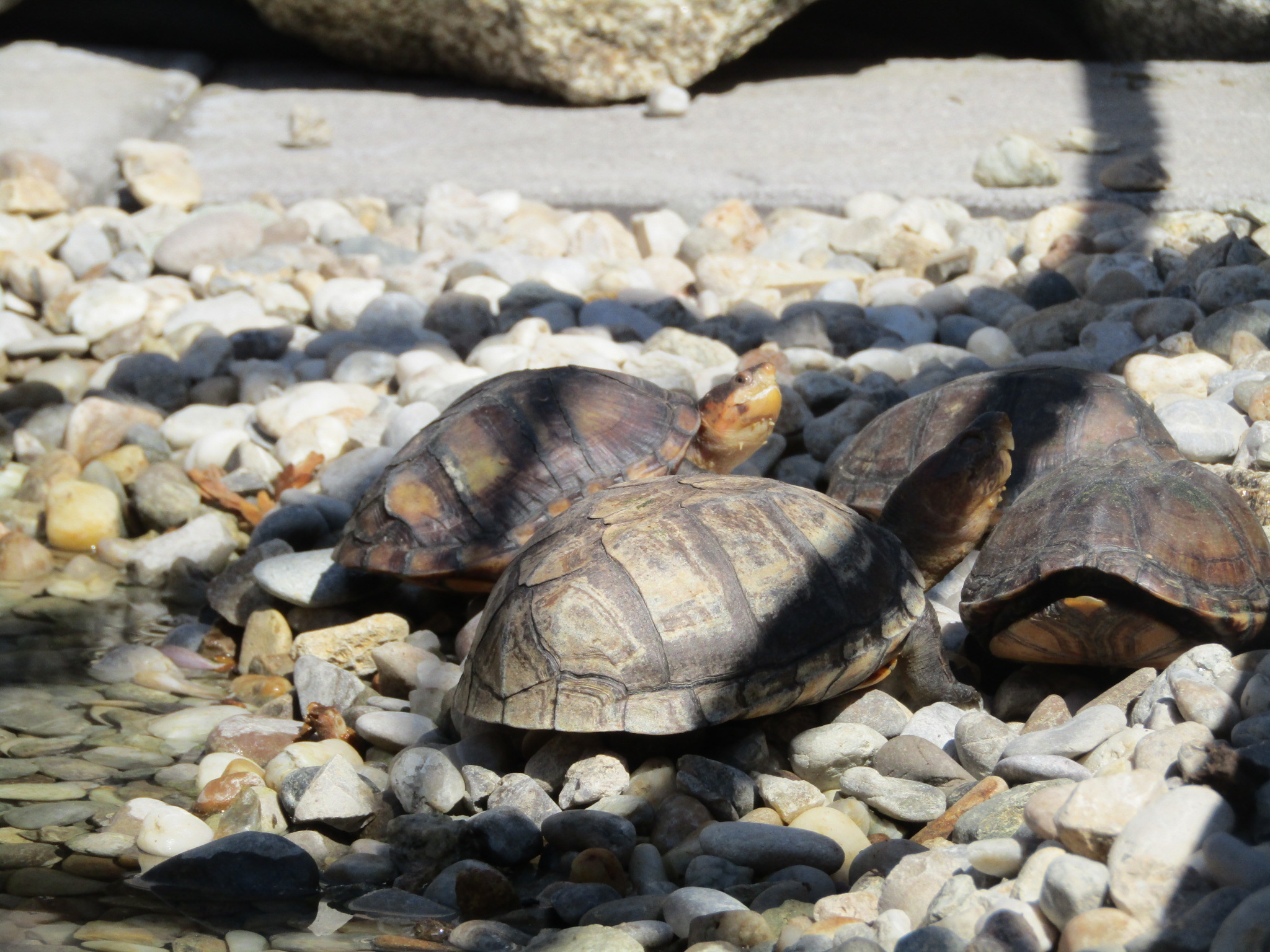 Schildkröten am Gnadenhof RespekTurtle