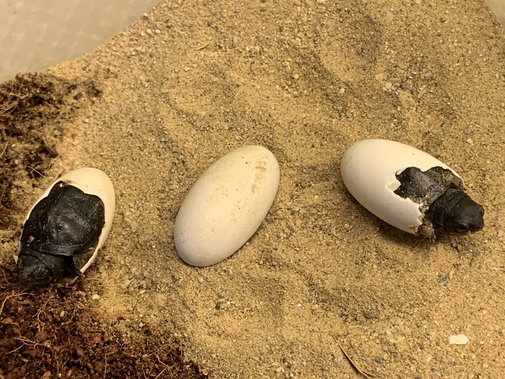 Schildkröten am Gnadenhof RespekTurtle