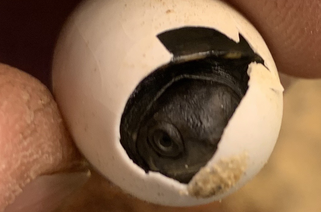 Schildkröten am Gnadenhof RespekTurtle