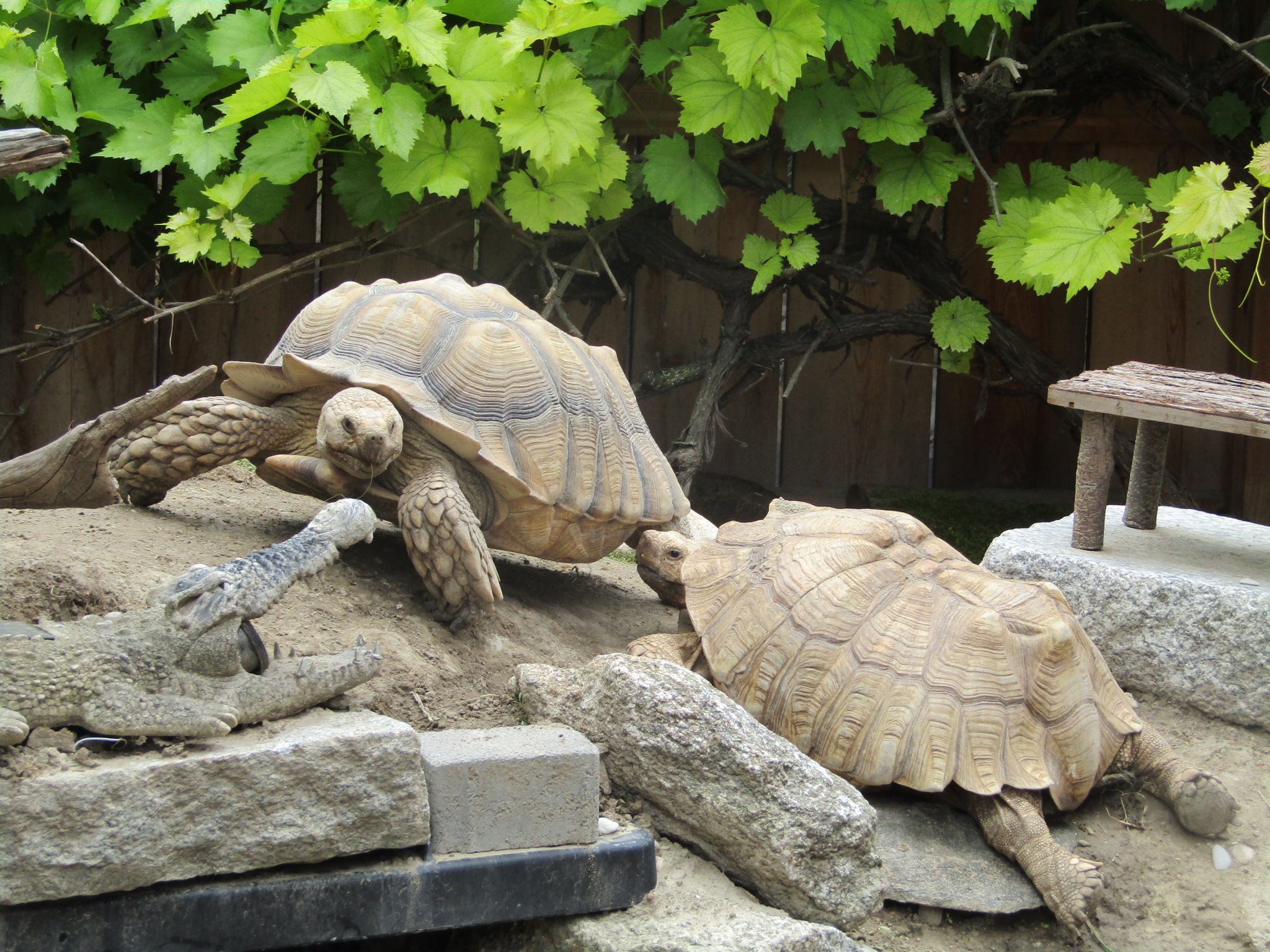 Schildkröten am Gnadenhof RespekTurtle