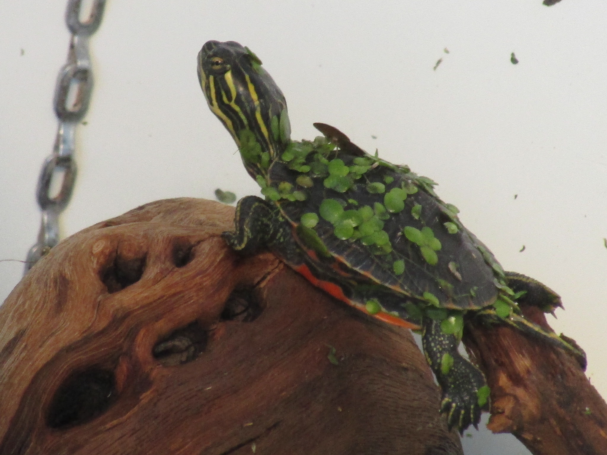 Schildkröten am Gnadenhof RespekTurtle