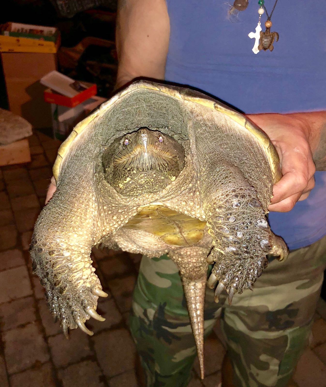 Schildkröten am Gnadenhof RespekTurtle