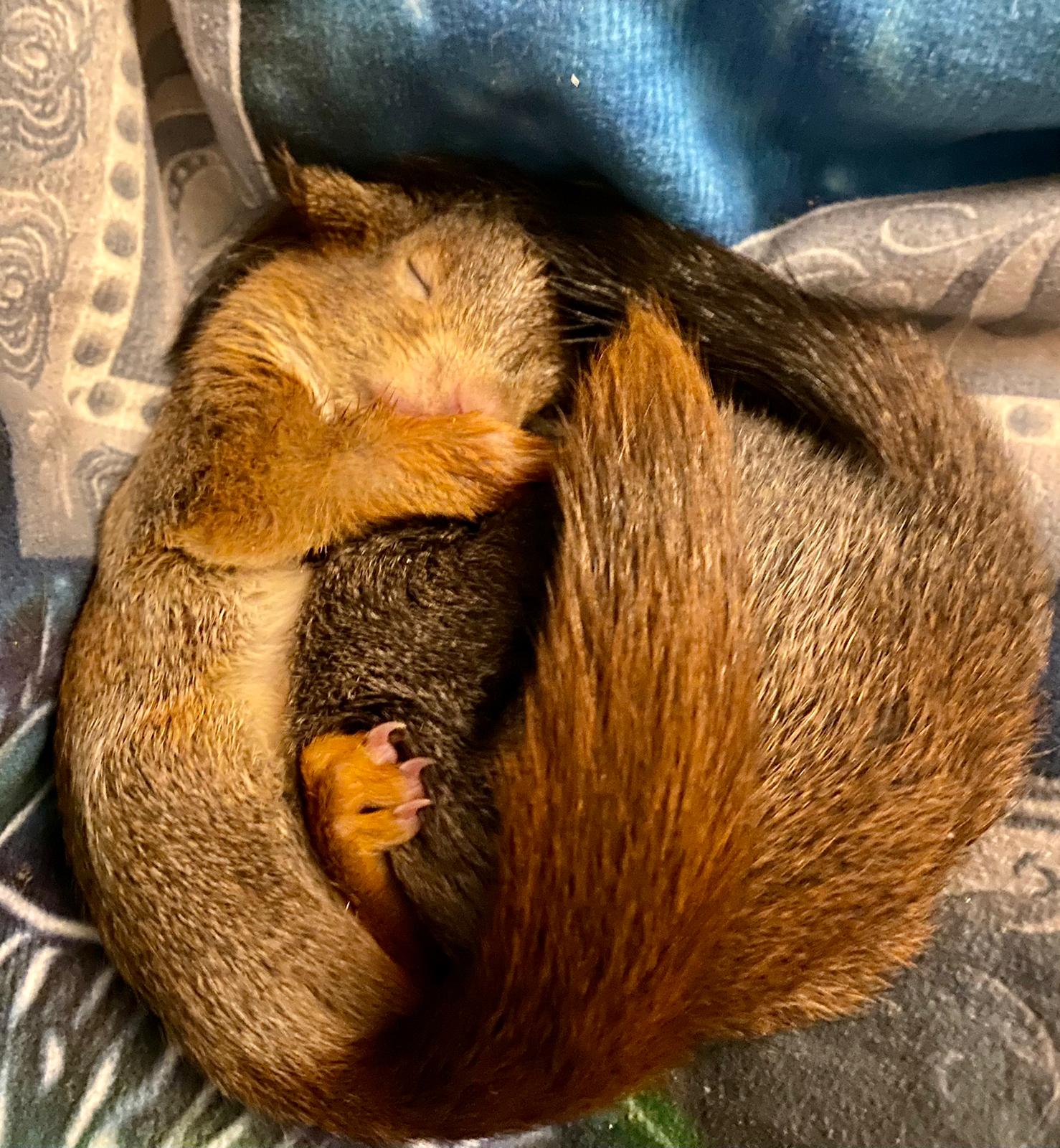 Wildtiere und weitere Tiere am Gnadenhof