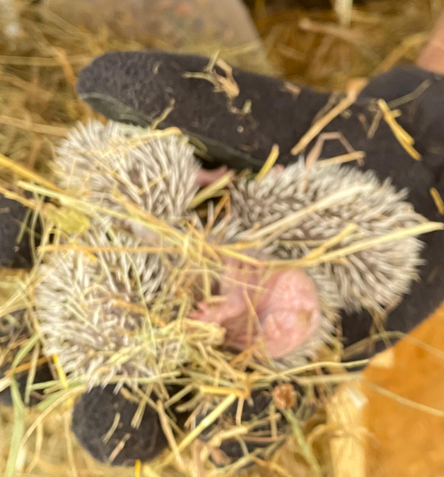 Wildtiere und weitere Tiere am Gnadenhof