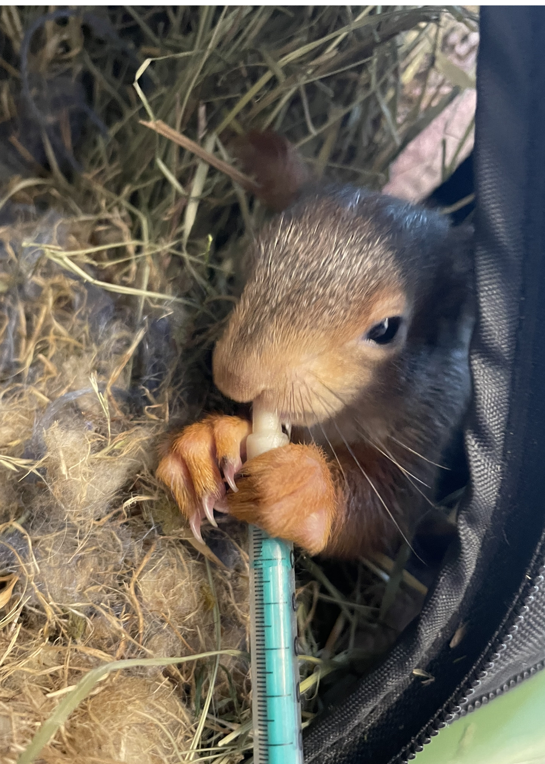 Wildtiere und weitere Tiere am Gnadenhof