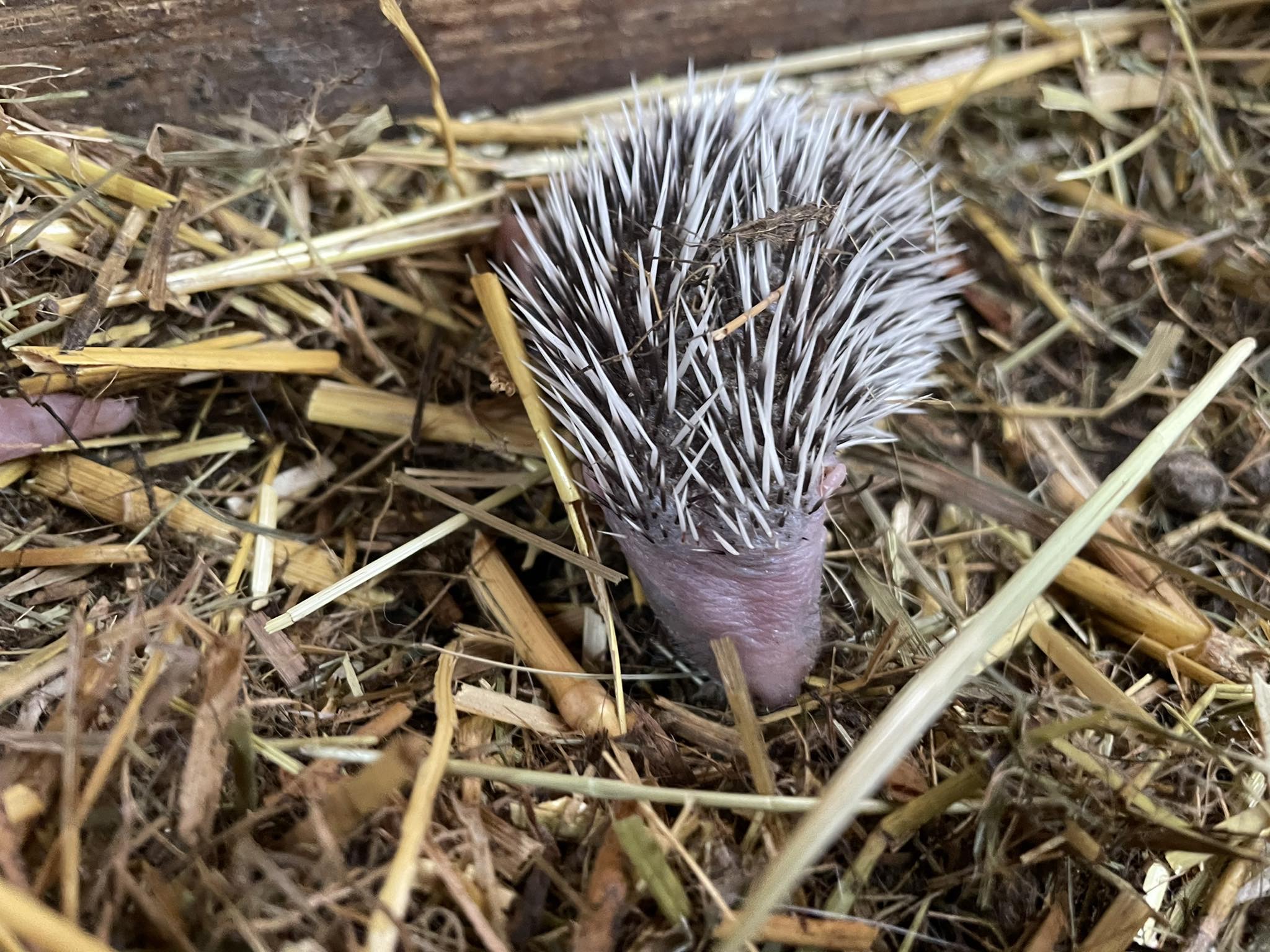 Wildtiere und weitere Tiere am Gnadenhof