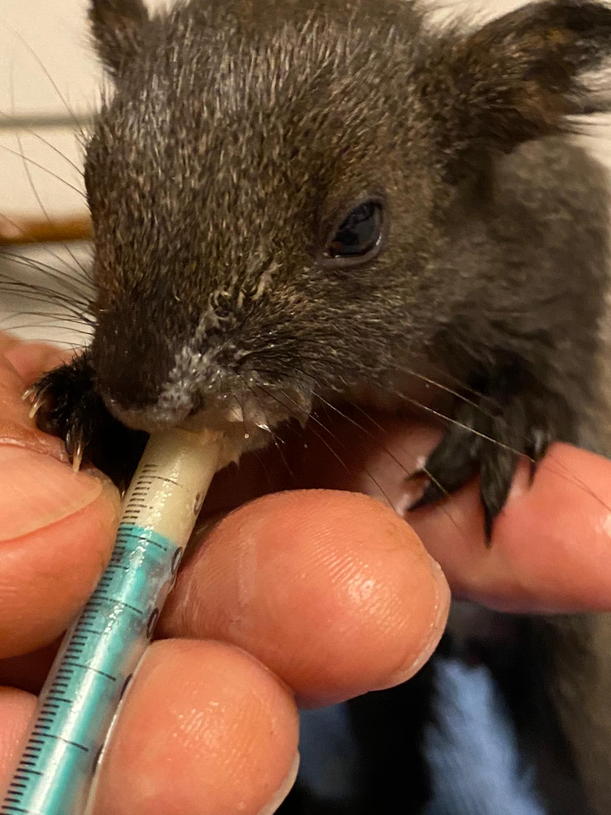 Wildtiere und weitere Tiere am Gnadenhof