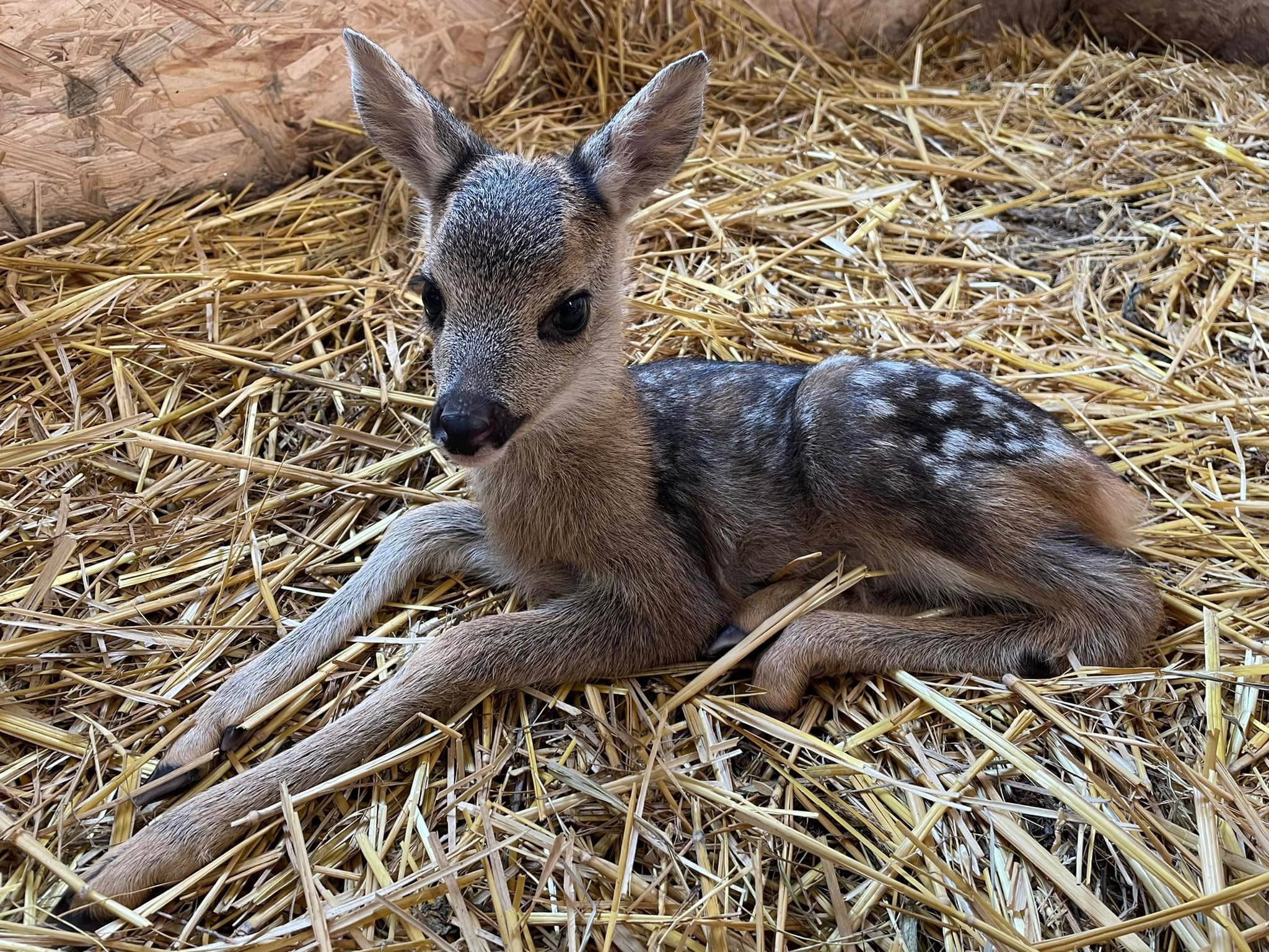 Wildtiere und weitere Tiere am Gnadenhof