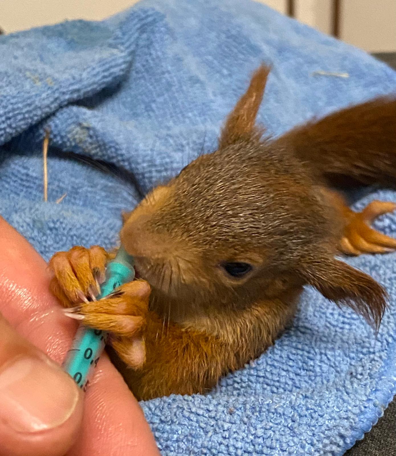 Wildtiere und weitere Tiere am Gnadenhof