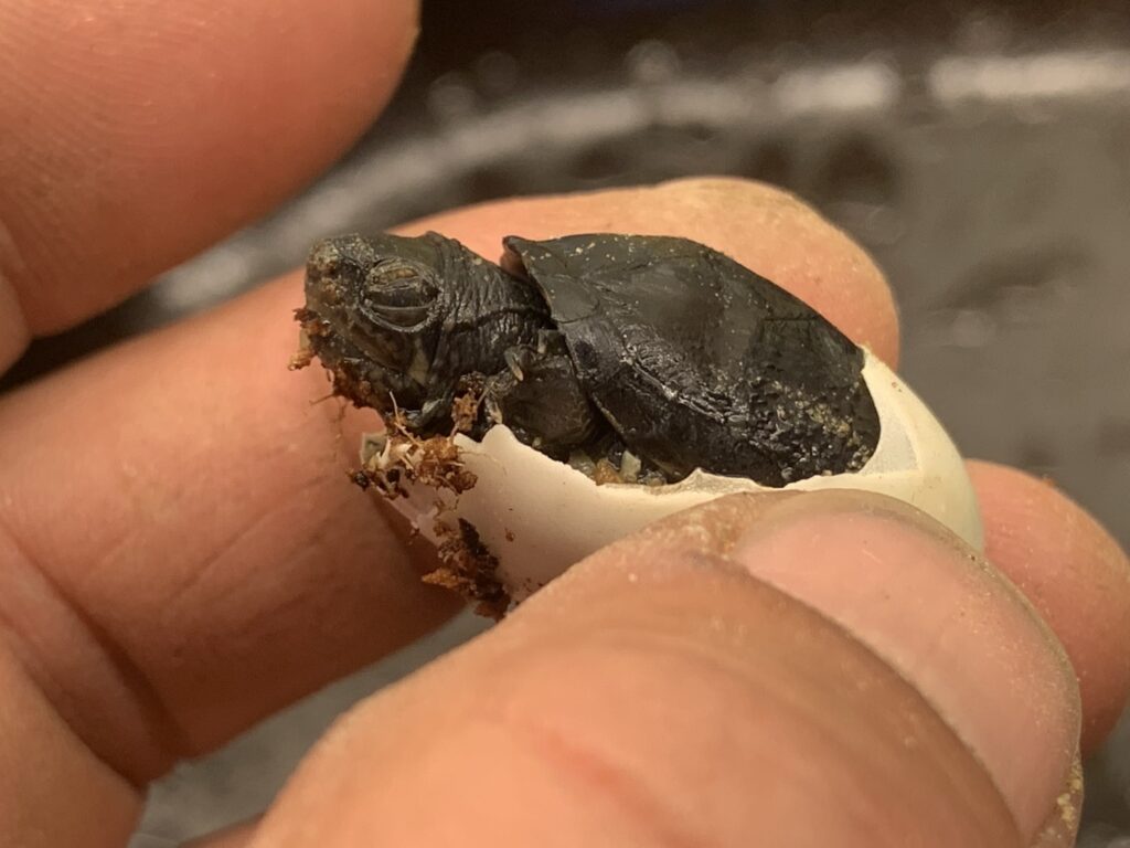 Schildkröte mit durchbohrtem Panzer